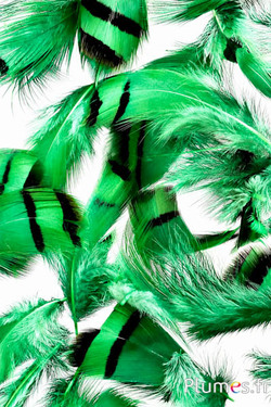 Patrijs - 3-7 cm - groen